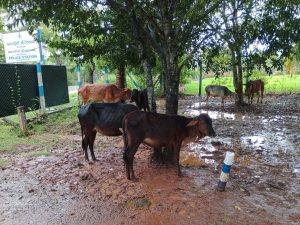 கட்டாக்காலி மாடுகளின் நடமாட்டத்தை கட்டுப்படுத்தல்.