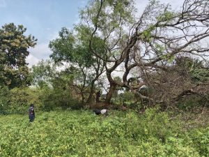 அனர்த்தத்தின் பின்னரான சுத்திகரிப்பு மற்றும்  வடிகால் சீரமைப்பு  பணிகள் – 2025.12.12 – ஆசிகுளம்